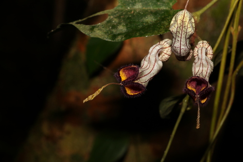 Image of Aristolochia australopithecurus by (c) Greg Tasney, some rights reserved (CC BY-SA)