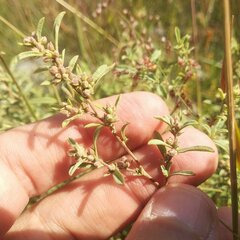 Crocanthemum glomeratum