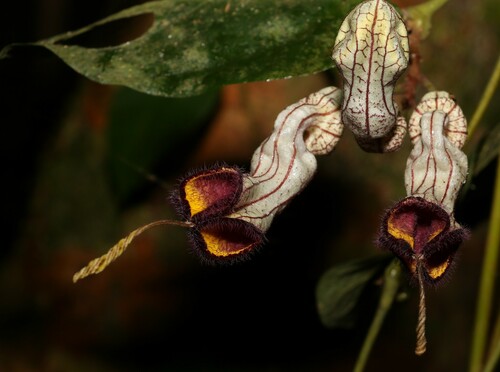 Image of Aristolochia australopithecurus by (c) Greg Tasney, some rights reserved (CC BY-SA)