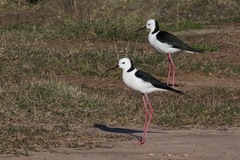 Himantopus leucocephalus