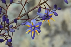Dianella caerulea