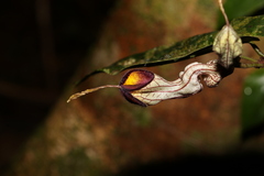 Aristolochia australopithecurus