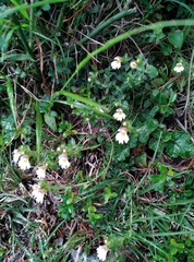 Euphrasia transmorrisonensis