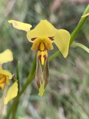 Diuris sulphurea