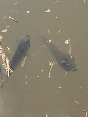 Sarotherodon melanotheron