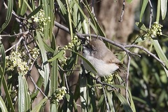 Acanthiza uropygialis