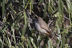 Acanthiza uropygialis