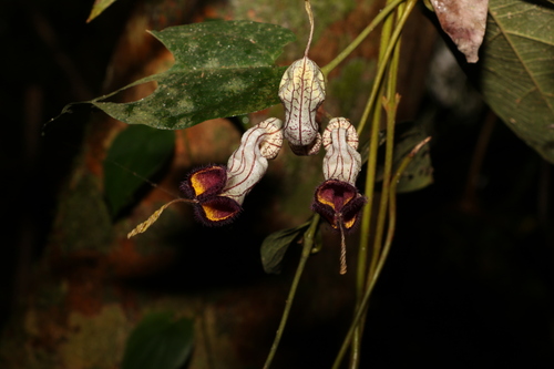 Image of Aristolochia australopithecurus by (c) Greg Tasney, some rights reserved (CC BY-SA)