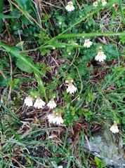 Euphrasia transmorrisonensis