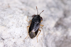 Geocoris