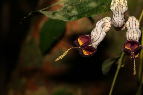 Image of Aristolochia australopithecurus by (c) Greg Tasney, some rights reserved (CC BY-SA)