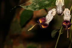 Aristolochia australopithecurus