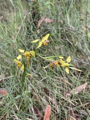 Diuris sulphurea