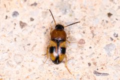 Poecilocrypticus formicophilus
