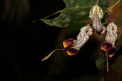 Aristolochia australopithecurus
