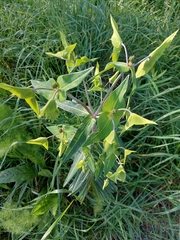 Euphorbia lathyris