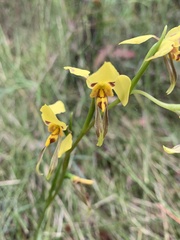 Diuris sulphurea