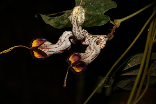 Image of Aristolochia australopithecurus by (c) Greg Tasney, some rights reserved (CC BY-SA)