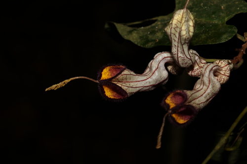 Image of Aristolochia australopithecurus by (c) Greg Tasney, some rights reserved (CC BY-SA)