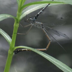 Lestes praemorsus