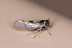 Delphacidae