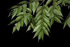 Koelreuteria bipinnata