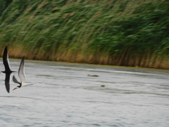 Hirundo rustica