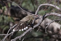 Acanthagenys rufogularis