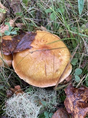 Suillus clintonianus