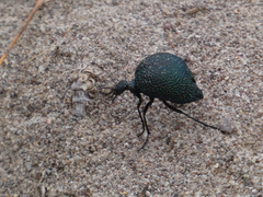 Cysteodemus wislizeni