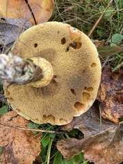 Suillus clintonianus