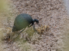 Cysteodemus wislizeni