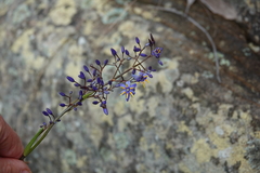 Dianella caerulea