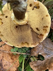 Suillus clintonianus