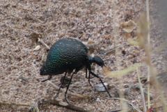 Cysteodemus wislizeni