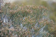 Eriogonum annuum