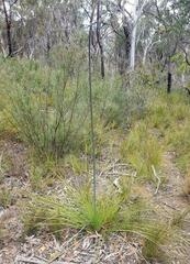 Xanthorrhoea concava