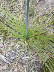 Xanthorrhoea concava