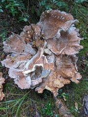 Bondarzewia occidentalis