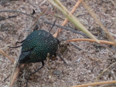 Cysteodemus wislizeni