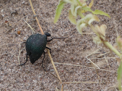 Cysteodemus wislizeni