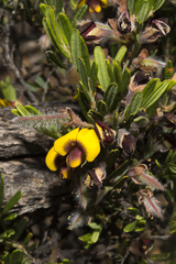 Bossiaea eriocarpa