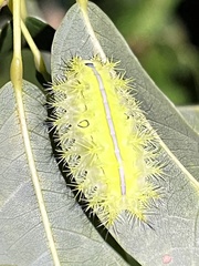 Quasithosea obliquistriga