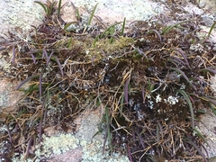 Dendrobium striolatum