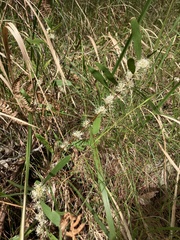 Hakea florulenta