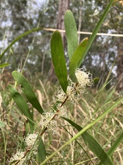Hakea florulenta
