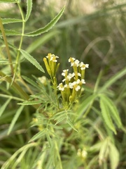 Tagetes minuta
