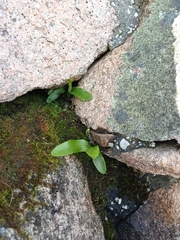 Microsorum pustulatum pustulatum