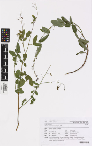 Desmodium tortuosum