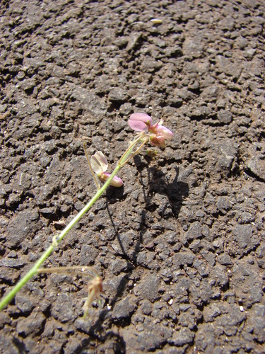 Desmodium tortuosum